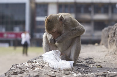 Close-up of monkey eating while sitting on rock