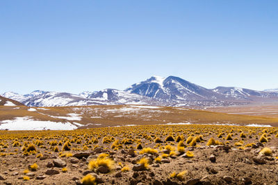 Scenic view of snowcapped mountains against clear blue sky