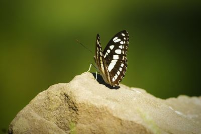 Close-up of butterfly perching on leaf