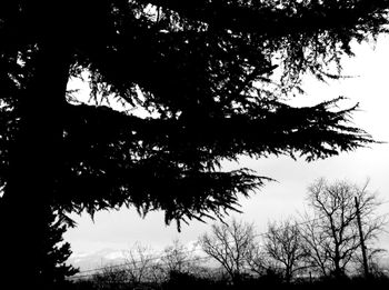 Low angle view of tree against sky