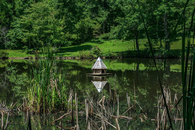 Scenic view of lake in forest