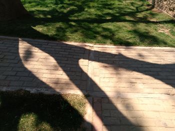 High angle view of shadow on tree