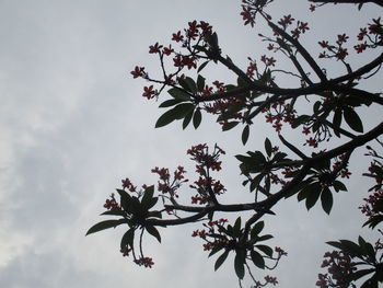 Low angle view of flowering tree against sky