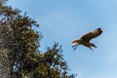 Low angle view of bird flying in the sky