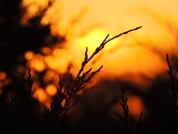 Close-up of silhouette plants against sunset sky