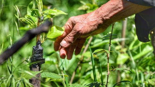 Close-up of hand holding plant