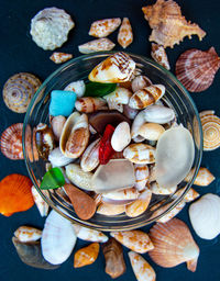 High angle view of seashells 