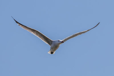 Low angle view of seagull flying in sky