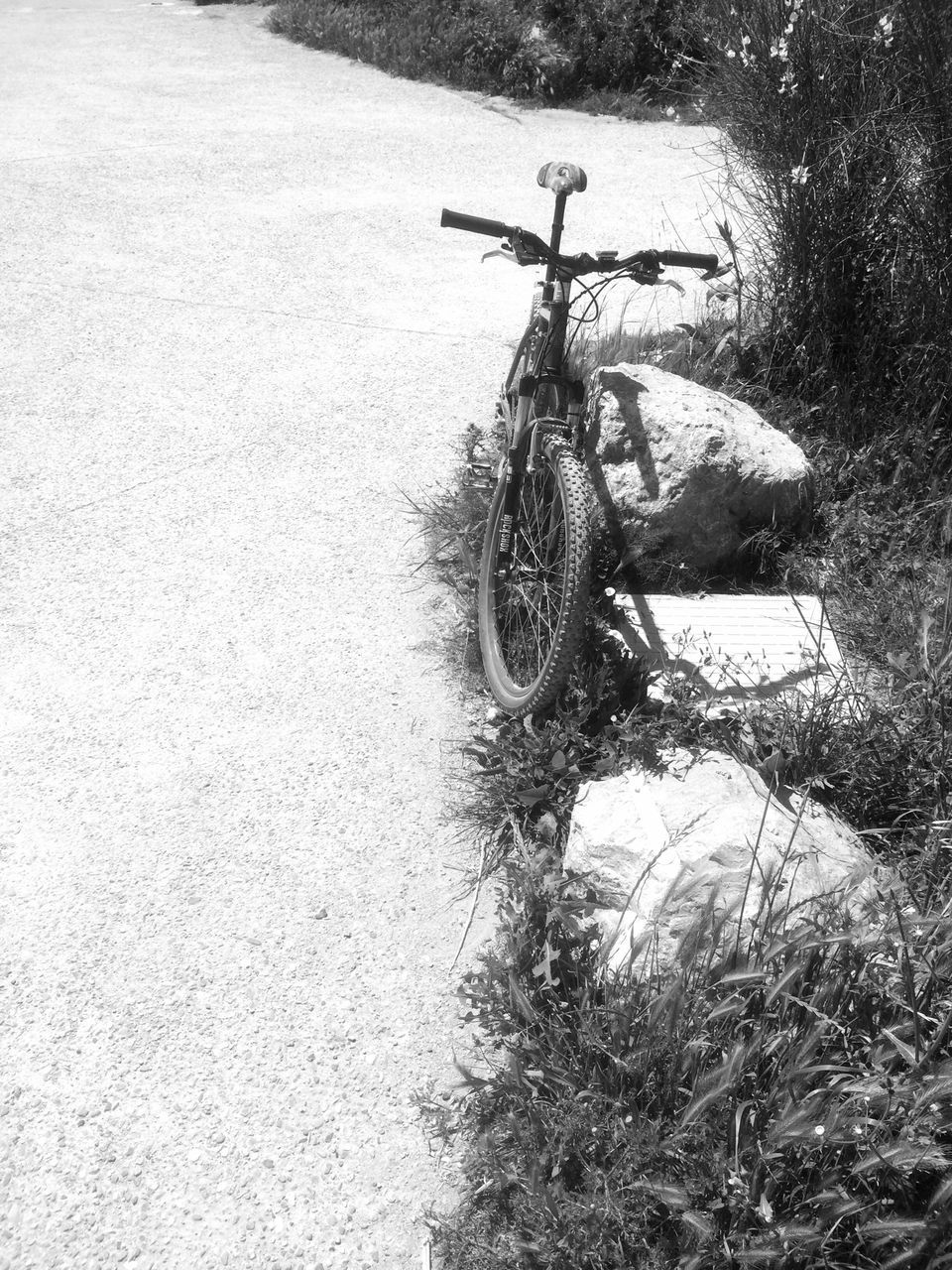 bicycle, transportation, tree, mode of transport, land vehicle, grass, plant, shadow, day, growth, outdoors, field, sunlight, nature, tranquility, street, one person, wheel, cycling, road