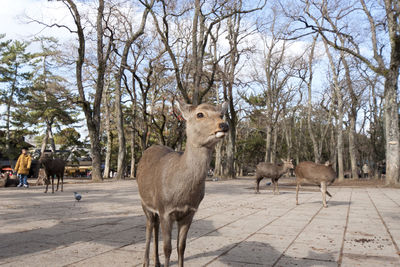 Deer standing in a park