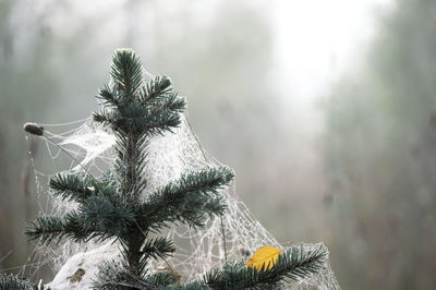 Close-up of pine tree