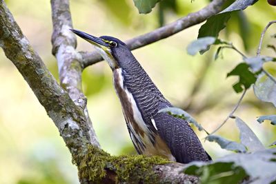 Close-up of bird perching on tree