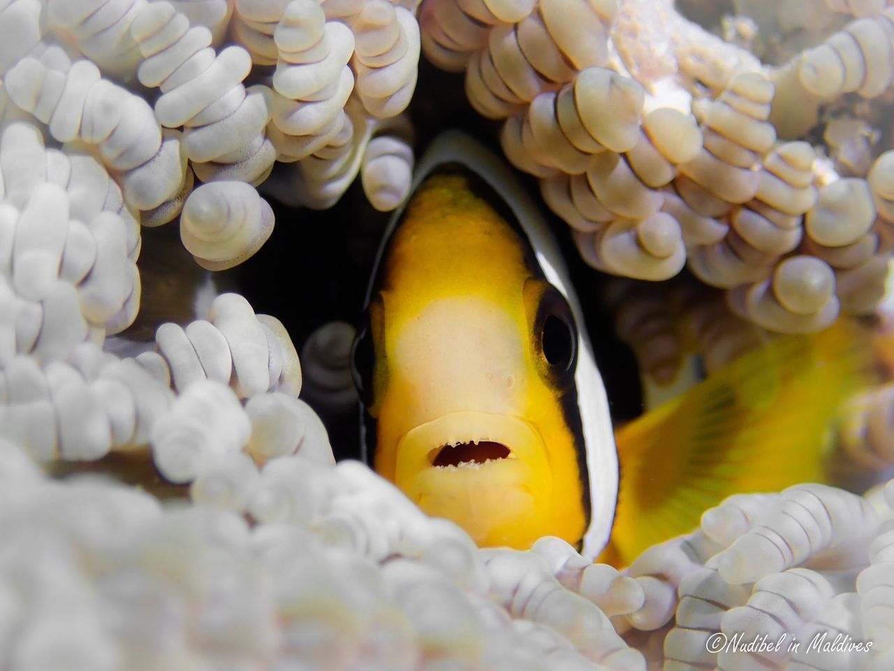 CLOSE-UP OF FISH UNDERWATER