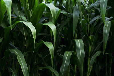 Full frame shot of plants growing on field