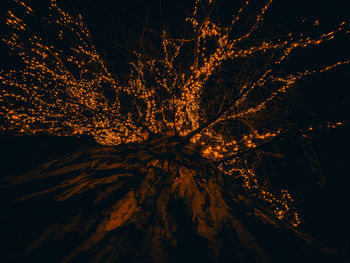 Low angle view of tree against sky at night