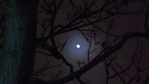 Low angle view of silhouette tree against sky at night