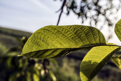 Close-up of green leaves