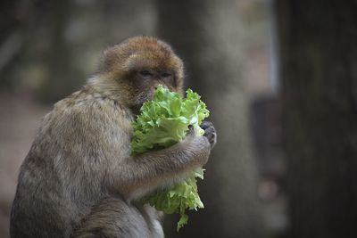 Close-up of monkey eating food