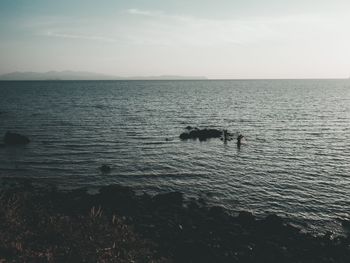 Horse swimming in sea against sky