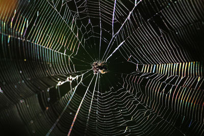 Close-up of spider on web