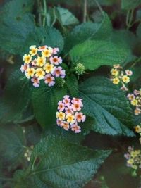 Close-up of fresh flowers blooming outdoors