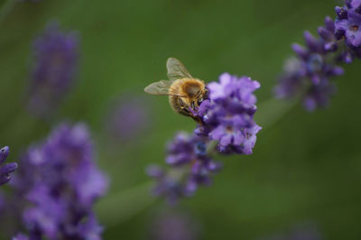 Bee pollinating on flower