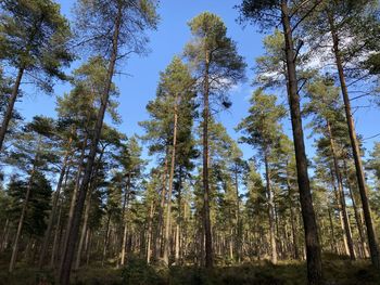 Low angle view of trees in forest