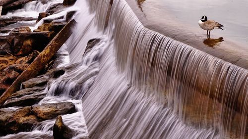 Close-up of bird in water