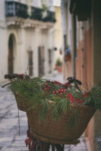 Close-up of potted plant against building in city