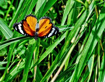 Close-up of butterfly on leaf