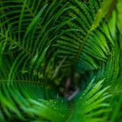 Close-up of fern leaves