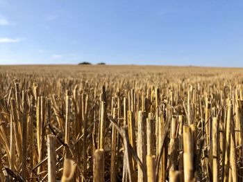 Crops growing on field against sky
