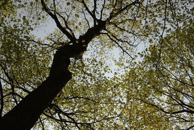 Low angle view of trees against sky