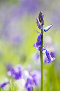 English spring bluebells at vincent's wood in freeland, oxfordshire