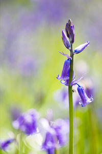 Close-up of purple crocus flowers