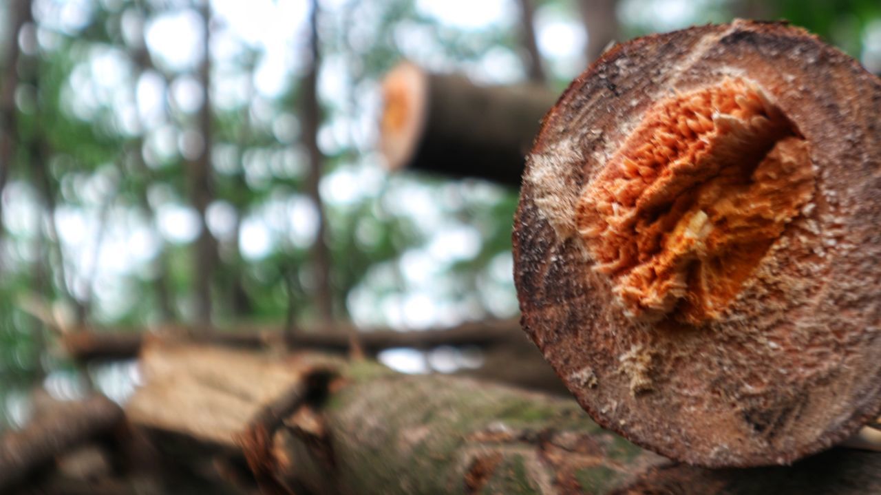 CLOSE-UP OF RUSTY WOOD ON TREE