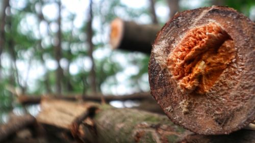 Close-up of rusty container on wood