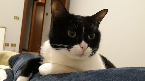 Close-up portrait of black cat sitting