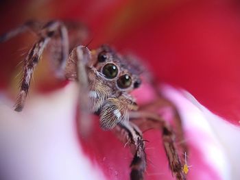 Close-up of spider