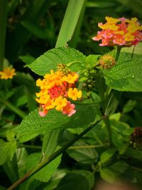 Close-up of fresh orange flowers blooming in park