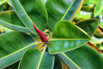 Close-up of green leaves on plant