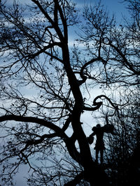 Low angle view of silhouette tree against sky