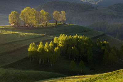 Scenic view of agricultural field