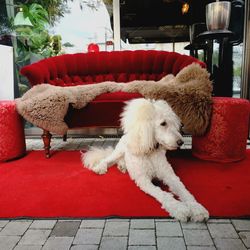 Dog relaxing on sofa