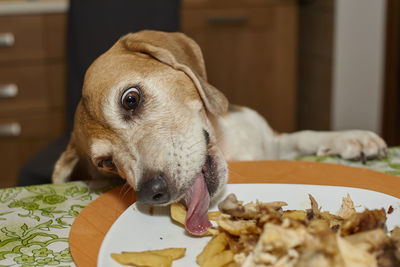 Close-up of dog