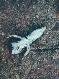 High angle view of lizard on rock