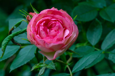 Close-up of pink rose