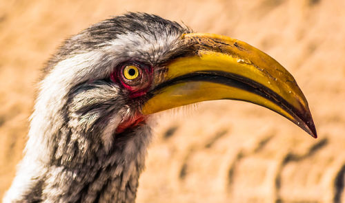 Close-up of southern yellow-billed hornbill