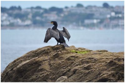 Bird perched on rocks - cormorant