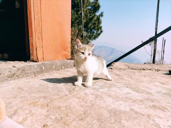 Portrait of cat sitting outdoors